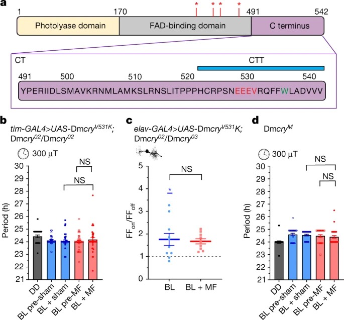 Essential elements of radical pair magnetosensitivity in Drosophila