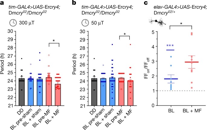 Essential elements of radical pair magnetosensitivity in Drosophila