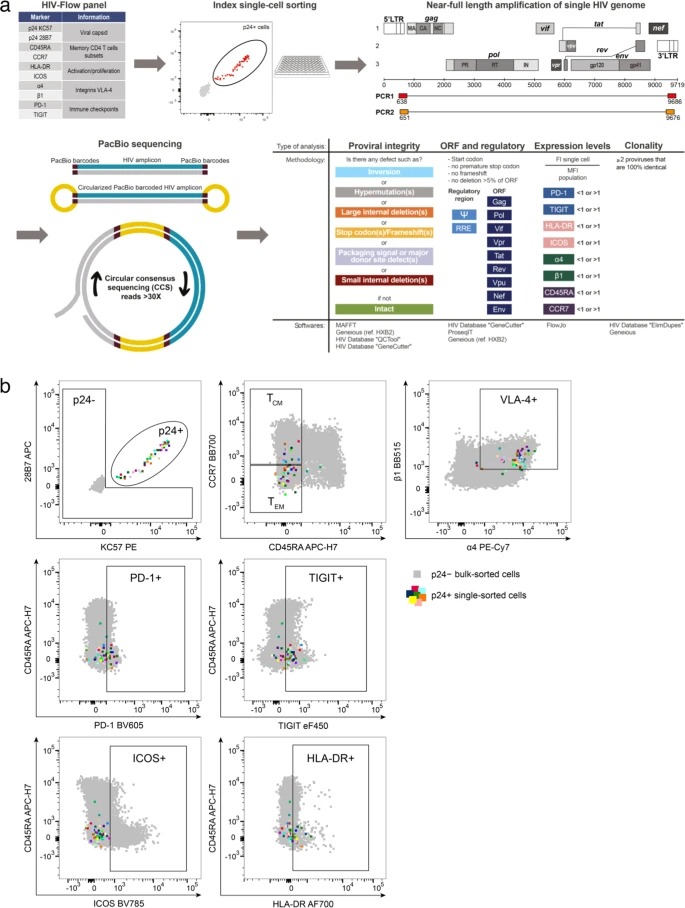 Phenotypic characterization of single CD4+ T cells harboring genetically intact and inducible HIV genomes