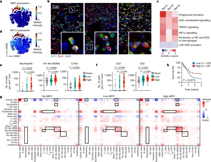 Single-cell spatial immune landscapes of primary and metastatic brain tumours