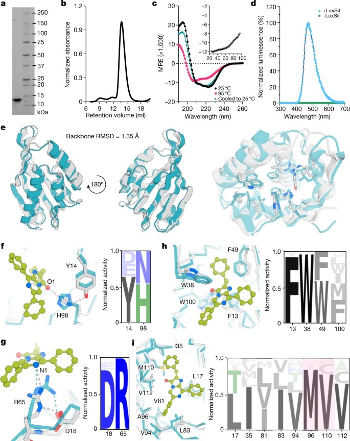 De novo design of luciferases using deep learning