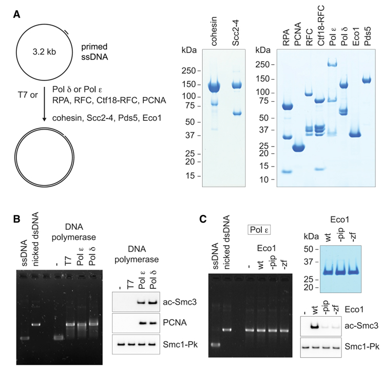 A replication fork determinant for the establishment of sister chromatid cohesion