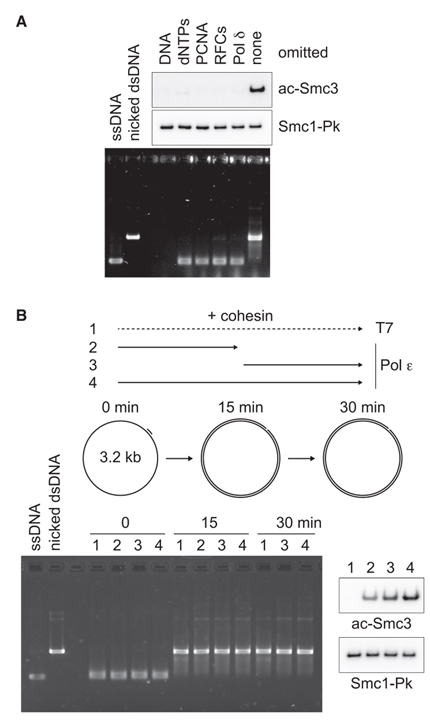 A replication fork determinant for the establishment of sister chromatid cohesion