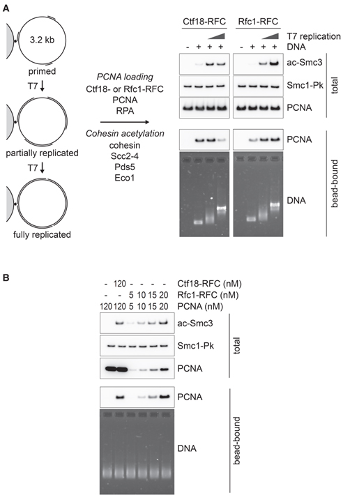 A replication fork determinant for the establishment of sister chromatid cohesion