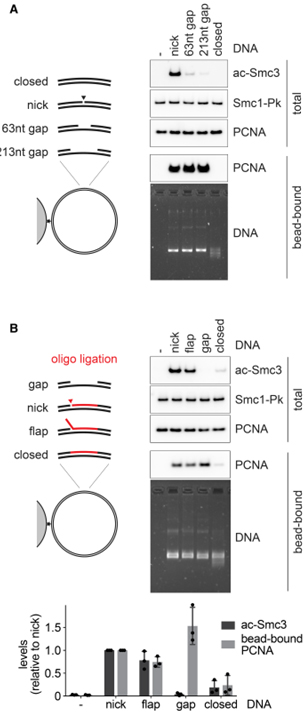 A replication fork determinant for the establishment of sister chromatid cohesion