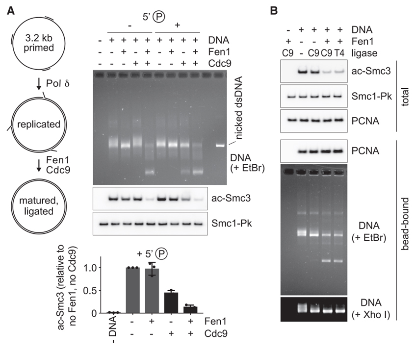 A replication fork determinant for the establishment of sister chromatid cohesion