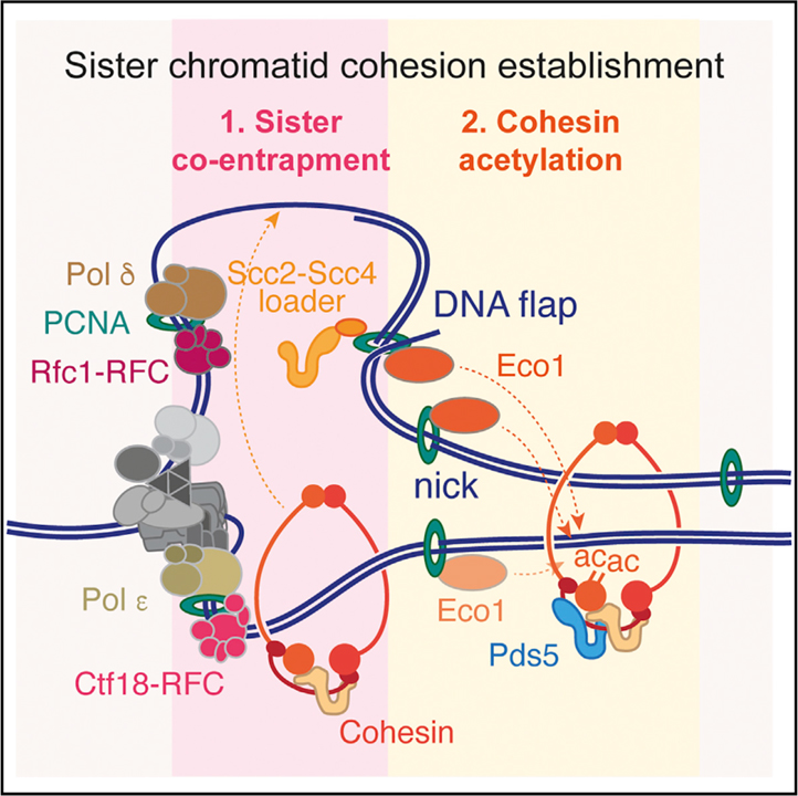 A replication fork determinant for the establishment of sister chromatid cohesion