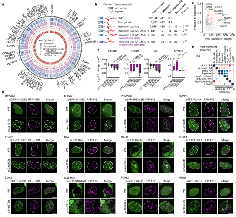 Aberrant phase separation and nucleolar dysfunction in rare genetic diseases