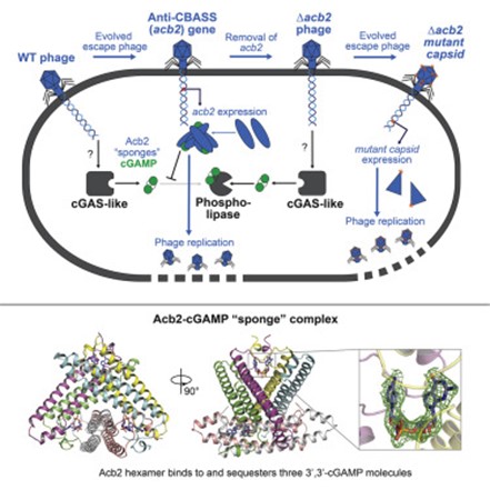 [Abs] Bacteriophages inhibit and evade cGAS-like immune function in bacteria