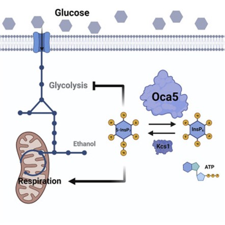 [Abs] Flux regulation through glycolysis and respiration is balanced by inositol pyrophosphates in yeast