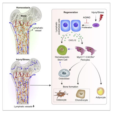 [Abs] Lymphatic vessels in bone support regeneration after injury