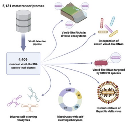 [Abs] Mining metatranscriptomes reveals a vast world of viroid-like circular RNAs