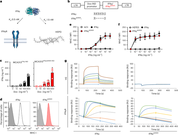 [Abs] [Nature Immunology] IFNγ binding to extracellular matrix prevents fatal systemic toxicity