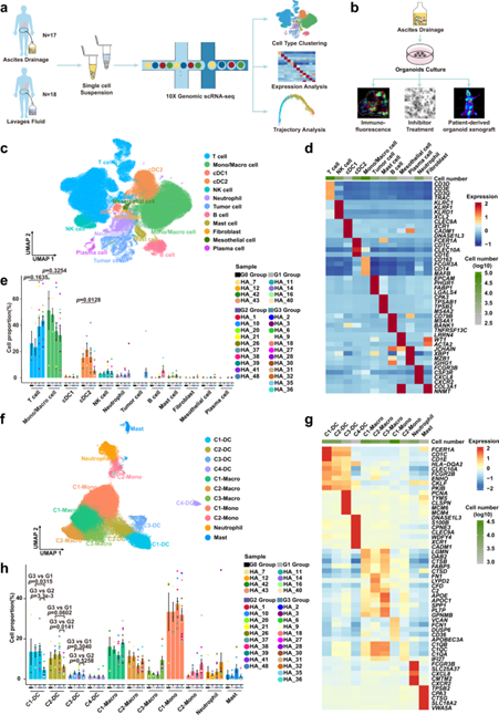 [Abs] Single-cell sequencing of ascites fluid illustrates heterogeneity and therapy-induced evolution during gastric cancer peritoneal metastasis