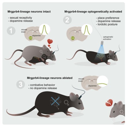 [Abs] Touch neurons underlying dopaminergic pleasurable touch and sexual receptivity