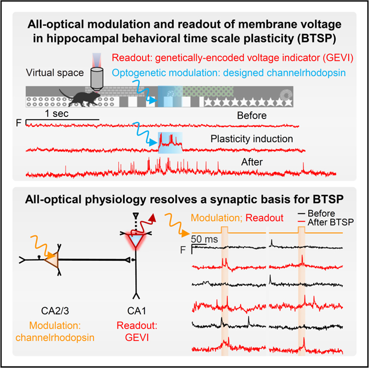 All-optical physiology resolves a synaptic basis for behavioral timescale plasticity