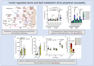 Read more about the article Insulin-regulated serine and lipid metabolism drive peripheral neuropathy