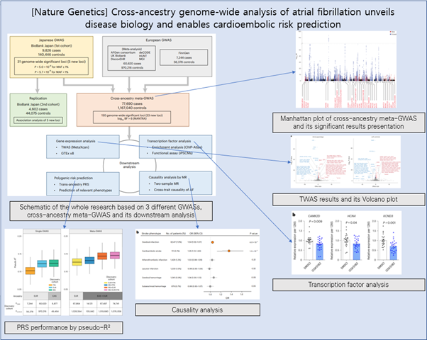 Read more about the article [Nature Genetics] Cross-ancestry genome-wide analysis of atrial fibrillation unveils disease biology and enables cardioembolic risk prediction