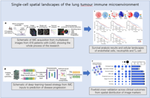 Read more about the article Single-cell spatial landscapes of the lung tumour immune microenvironment