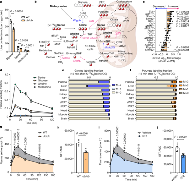 [Fig 1] Insulin-regulated serine and lipid metabolism drive peripheral neuropathy