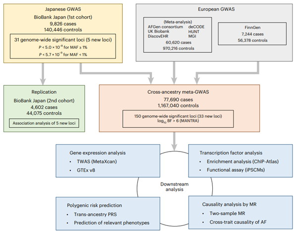 [Fig1] [Nature Genetics] Cross-ancestry genome-wide analysis of atrial fibrillation unveils disease biology and enables cardioembolic risk prediction