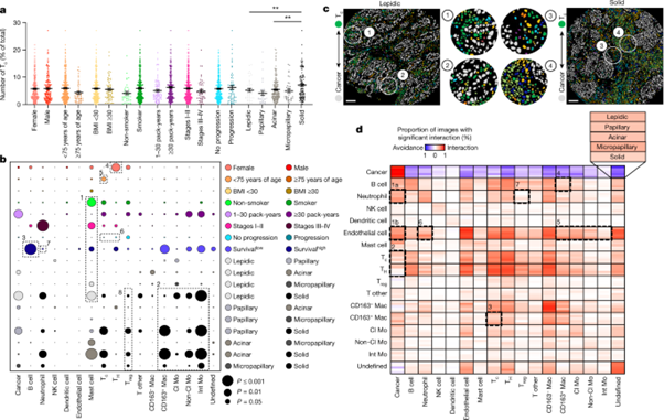 [Fig2] Single-cell spatial landscapes of the lung tumour immune microenvironment