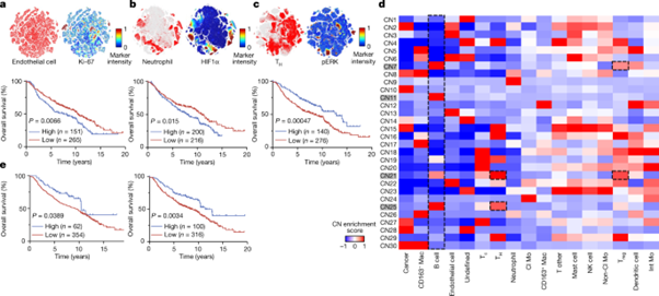 [Fig3] Single-cell spatial landscapes of the lung tumour immune microenvironment