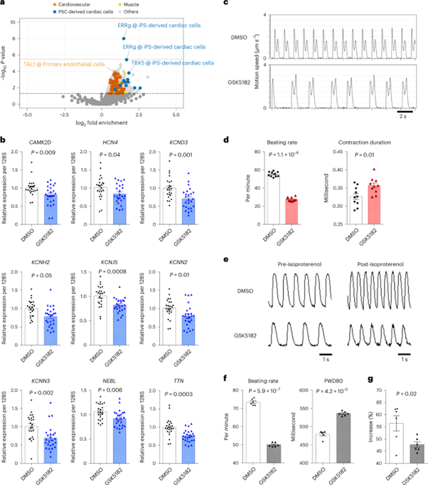 [Fig4] [Nature Genetics] Cross-ancestry genome-wide analysis of atrial fibrillation unveils disease biology and enables cardioembolic risk prediction