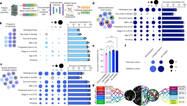 [Fig4] Single-cell spatial landscapes of the lung tumour immune microenvironment