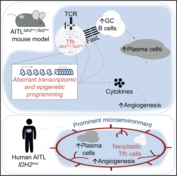 IDH2 and TET2 mutations synergize to modulate T Follicular Helper cell functional interaction with the AITL microenvironment