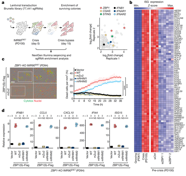 Telomere-to-mitochondria signalling by ZBP1 mediates replicative crisis