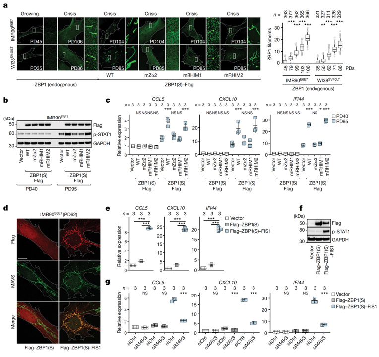 Telomere-to-mitochondria signalling by ZBP1 mediates replicative crisis