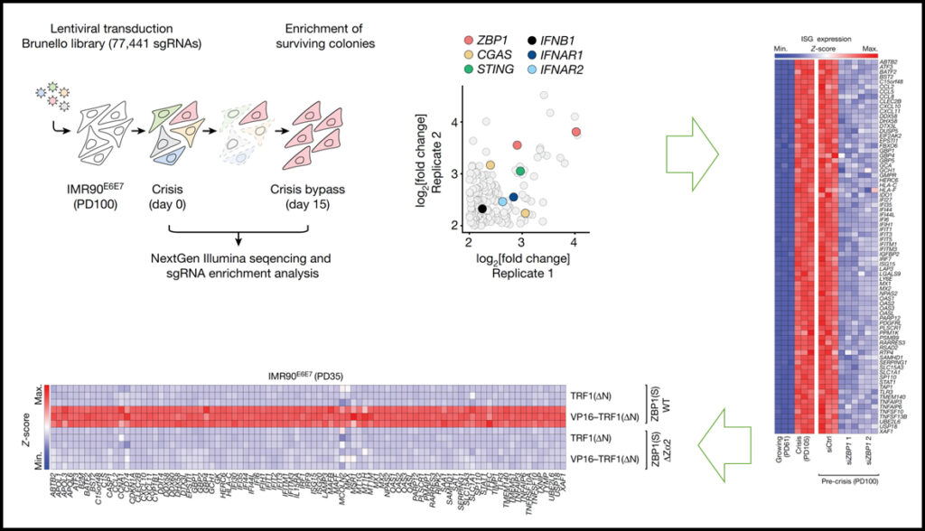 Telomere-to-mitochondria signalling by ZBP1 mediates replicative crisis