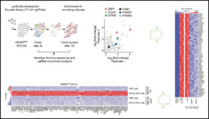 Read more about the article Telomere-to-mitochondria signalling by ZBP1 mediates replicative crisis