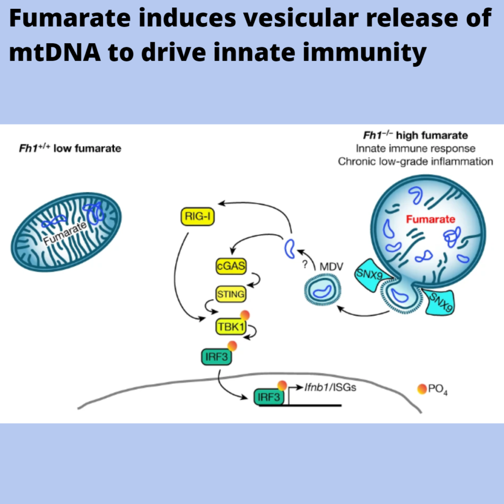 Fumarate induces vesicular release of mtDNA to drive innate immunity