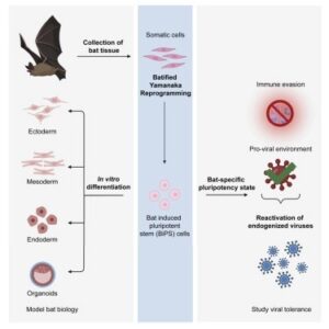 Read more about the article Bat pluripotent stem cells reveal unusual entanglement between host and viruses