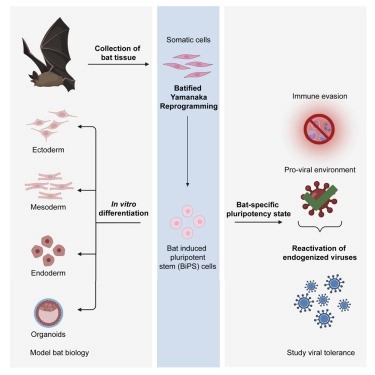 Bat pluripotent stem cells reveal unusual entanglement between host and viruses