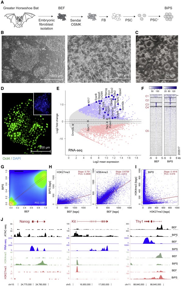 Bat pluripotent stem cells reveal unusual entanglement between host and viruses