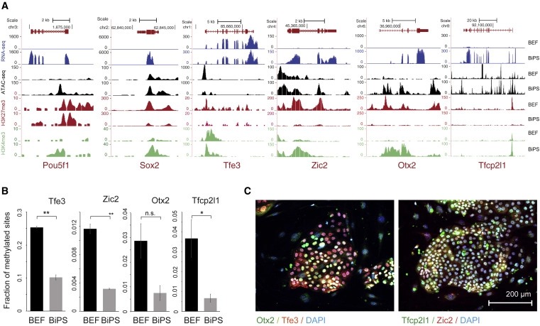 Bat pluripotent stem cells reveal unusual entanglement between host and viruses