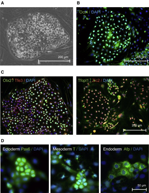 Bat pluripotent stem cells reveal unusual entanglement between host and viruses