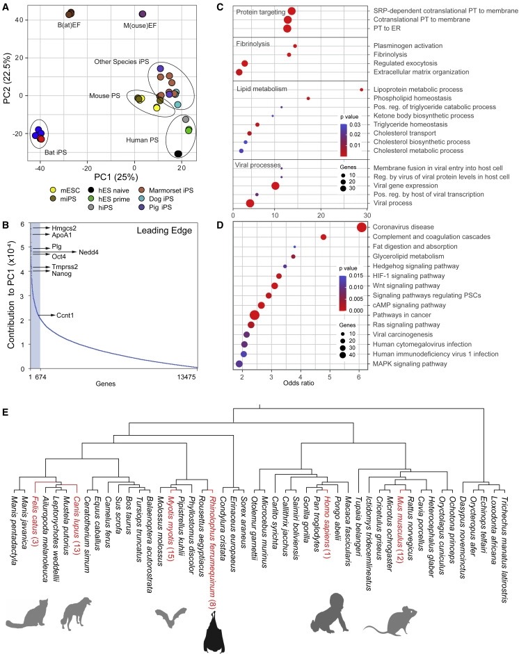 Bat pluripotent stem cells reveal unusual entanglement between host and viruses