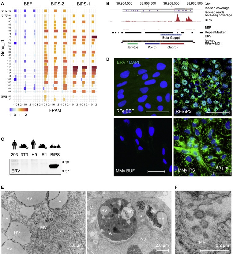 Bat pluripotent stem cells reveal unusual entanglement between host and viruses