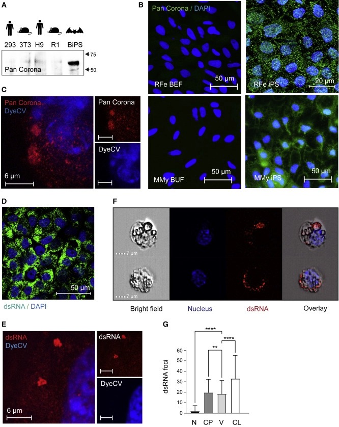 Bat pluripotent stem cells reveal unusual entanglement between host and viruses