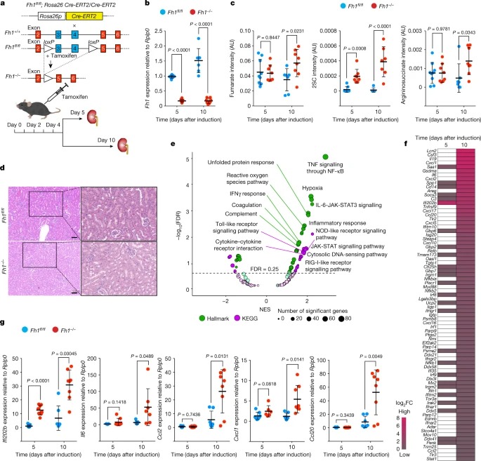 Fumarate induces vesicular release of mtDNA to drive innate immunity