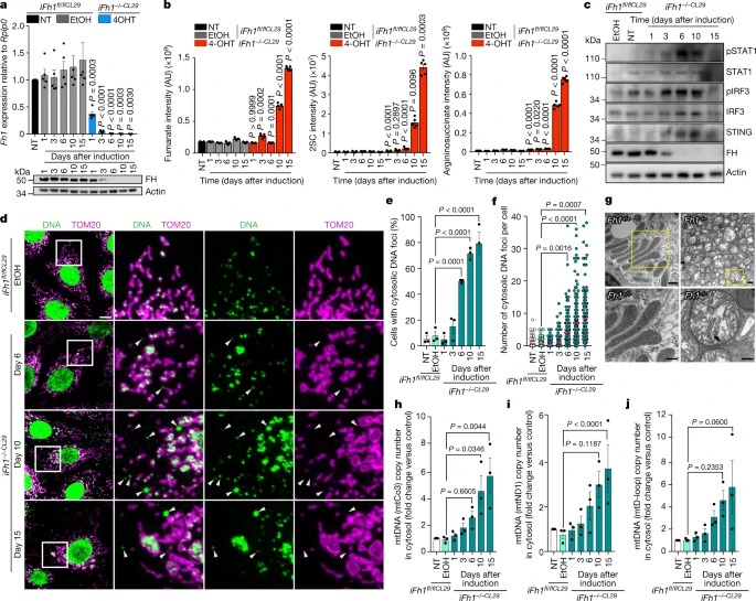 Fumarate induces vesicular release of mtDNA to drive innate immunity