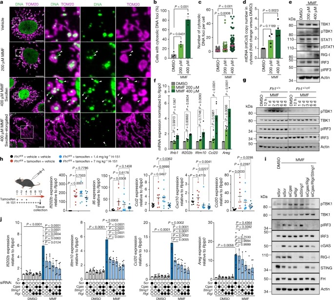 Fumarate induces vesicular release of mtDNA to drive innate immunity