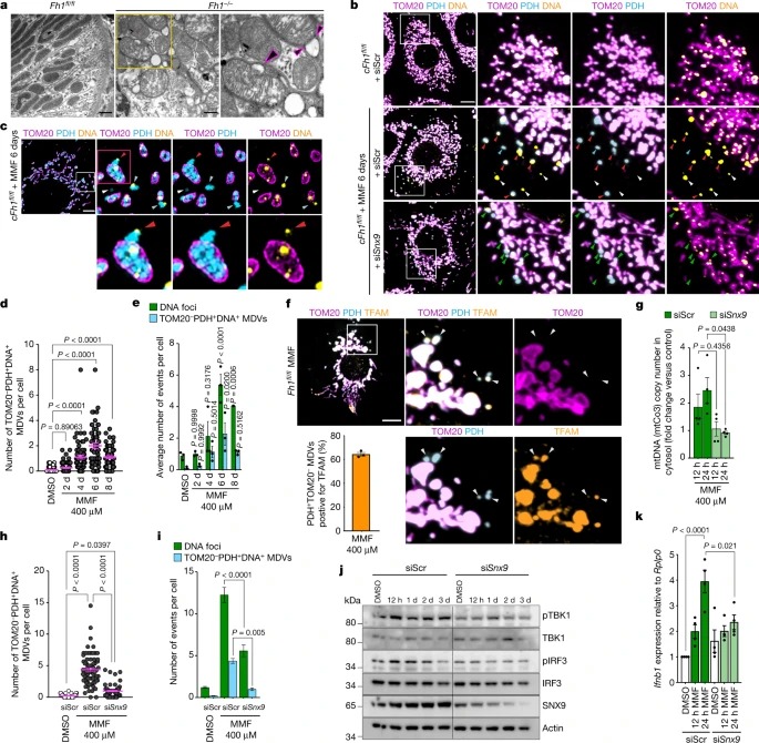 Fumarate induces vesicular release of mtDNA to drive innate immunity