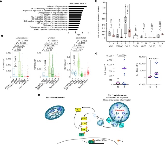 Fumarate induces vesicular release of mtDNA to drive innate immunity