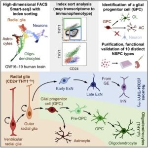 Read more about the article Purification and characterization of human neural stem and progenitor cells