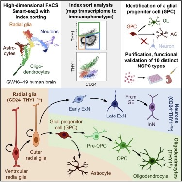 Purification and characterization of human neural stem and progenitor cells